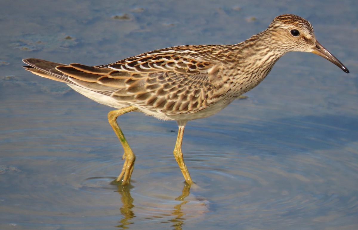 Pectoral Sandpiper - ML623753095