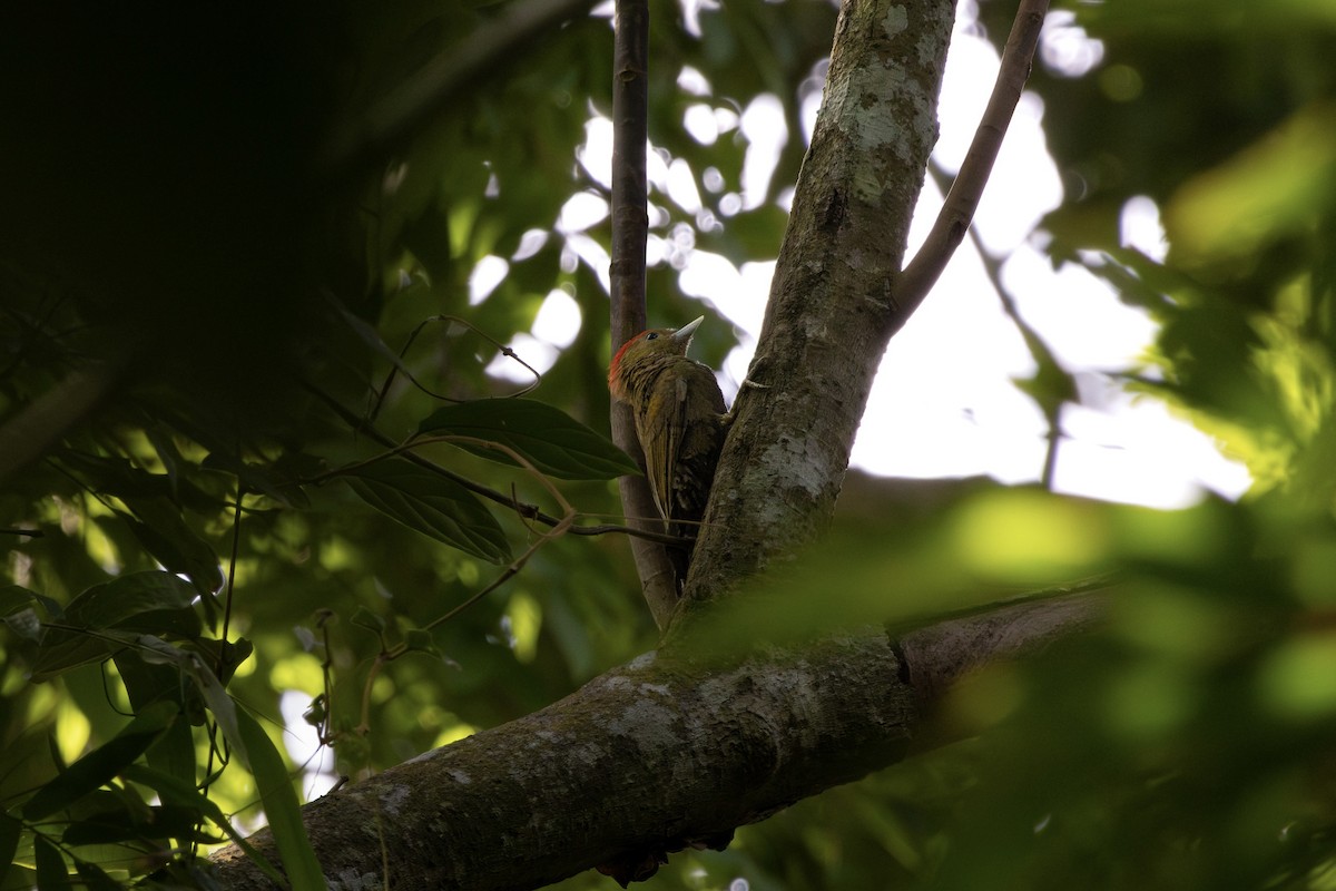 Bamboo Woodpecker - ML623753146