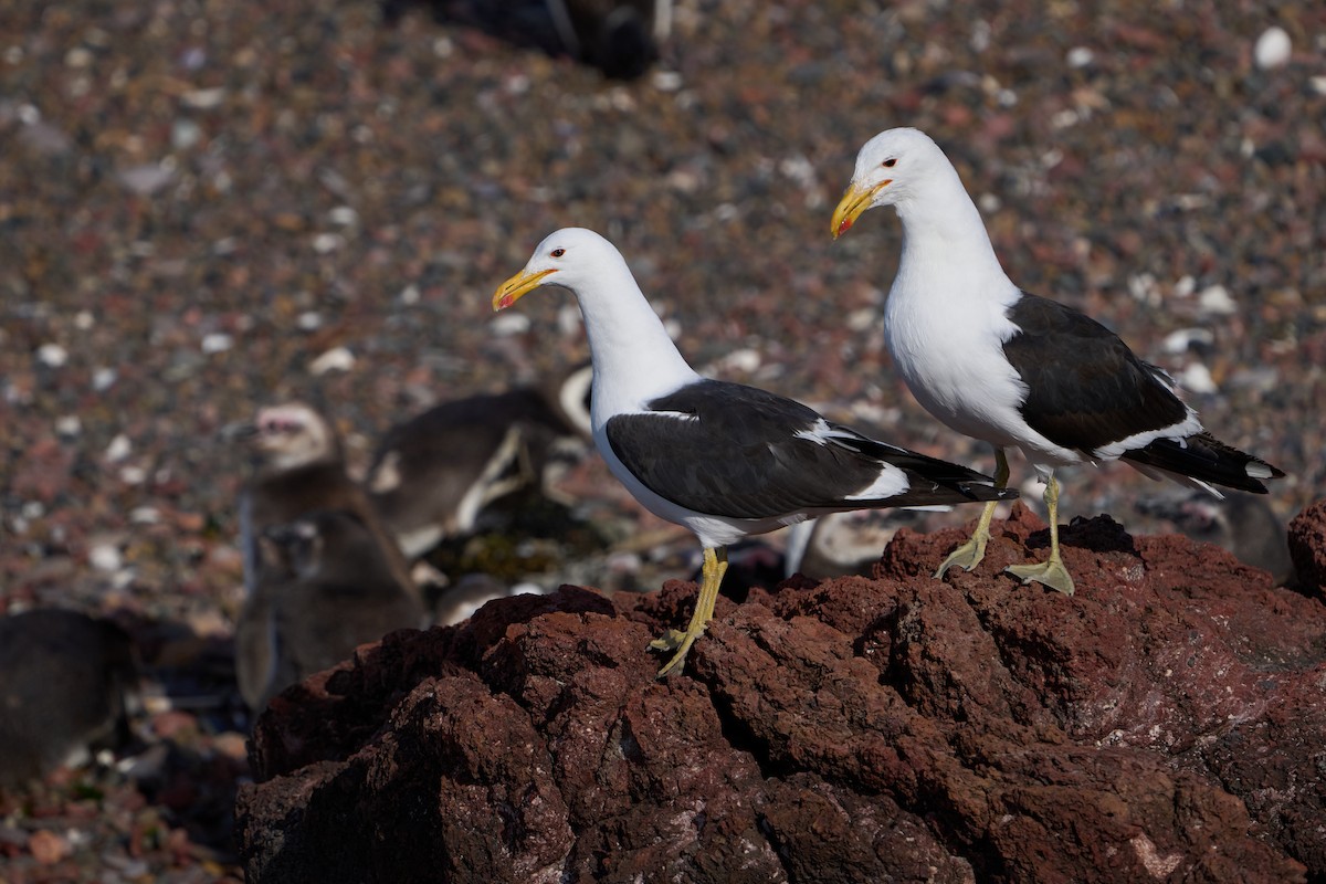 Kelp Gull - ML623753161