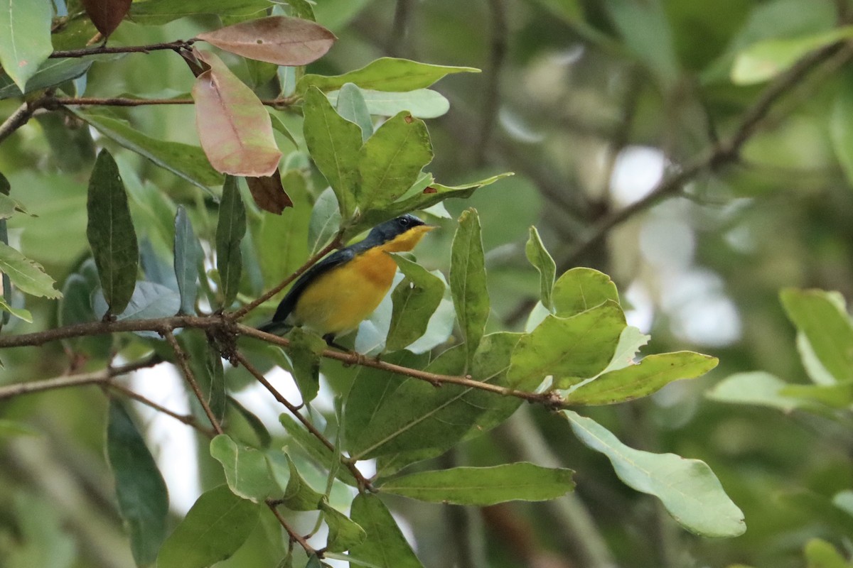 Tropical Parula - ML623753168