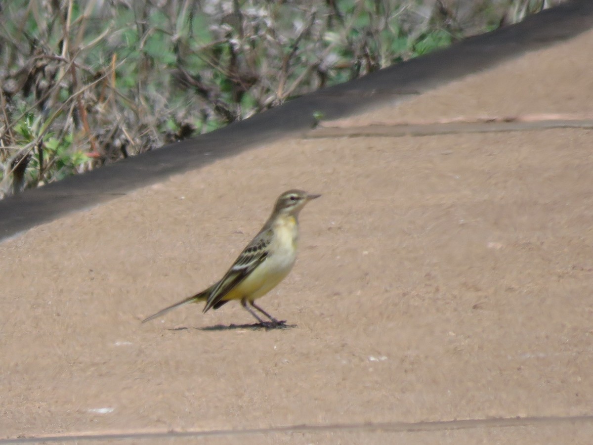 Western Yellow Wagtail - ML623753179