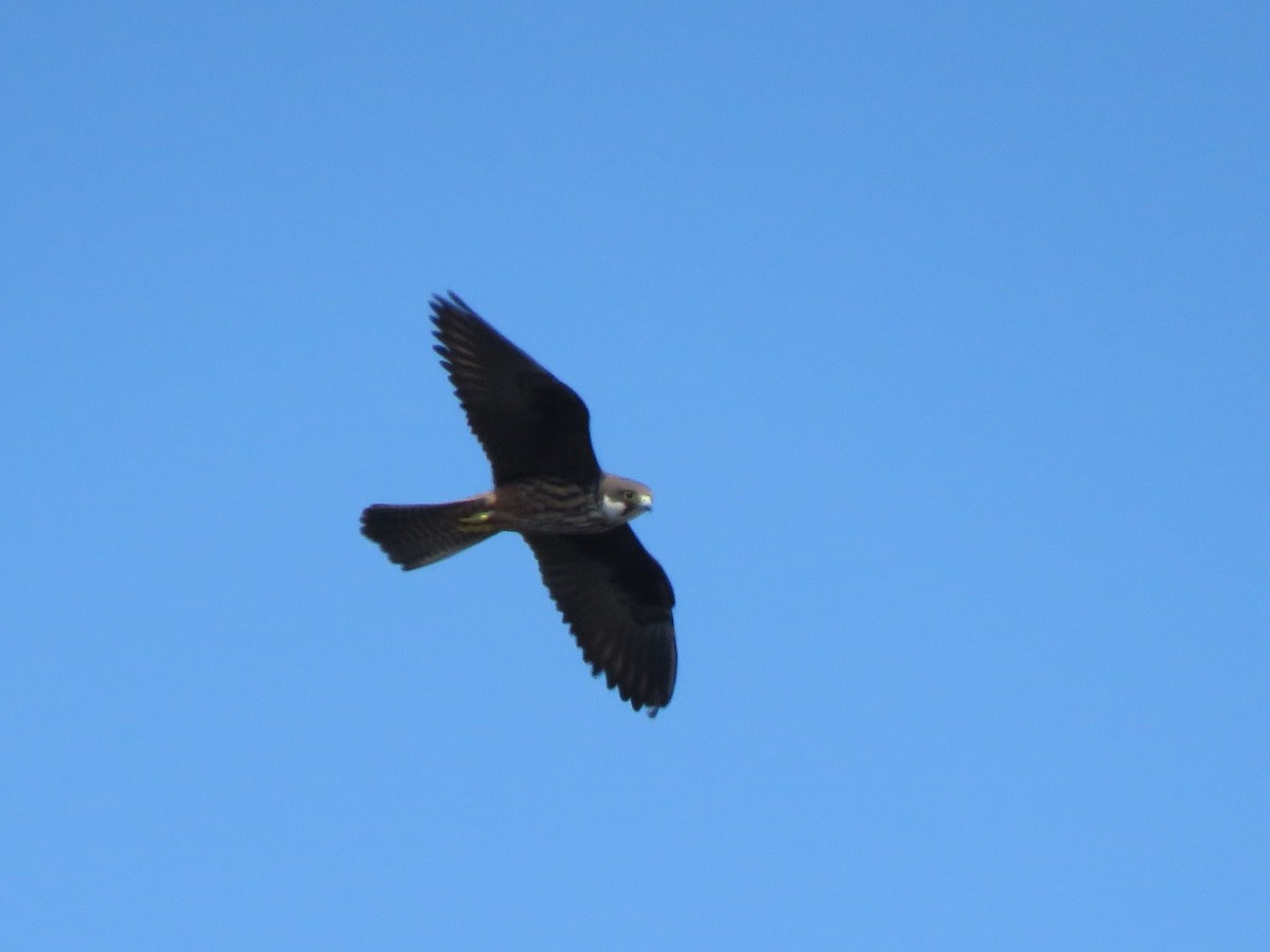 Eleonora's Falcon - ML623753182