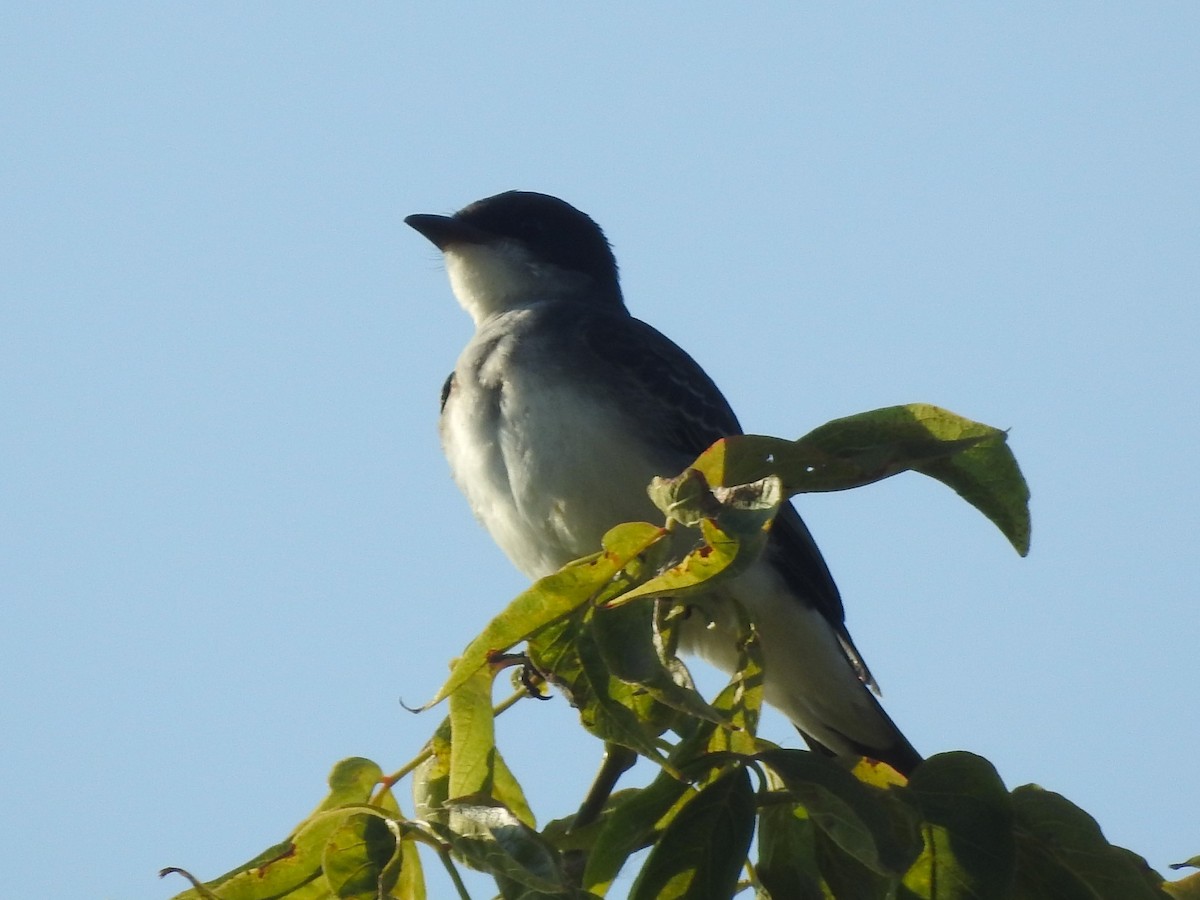 Eastern Kingbird - ML623753186