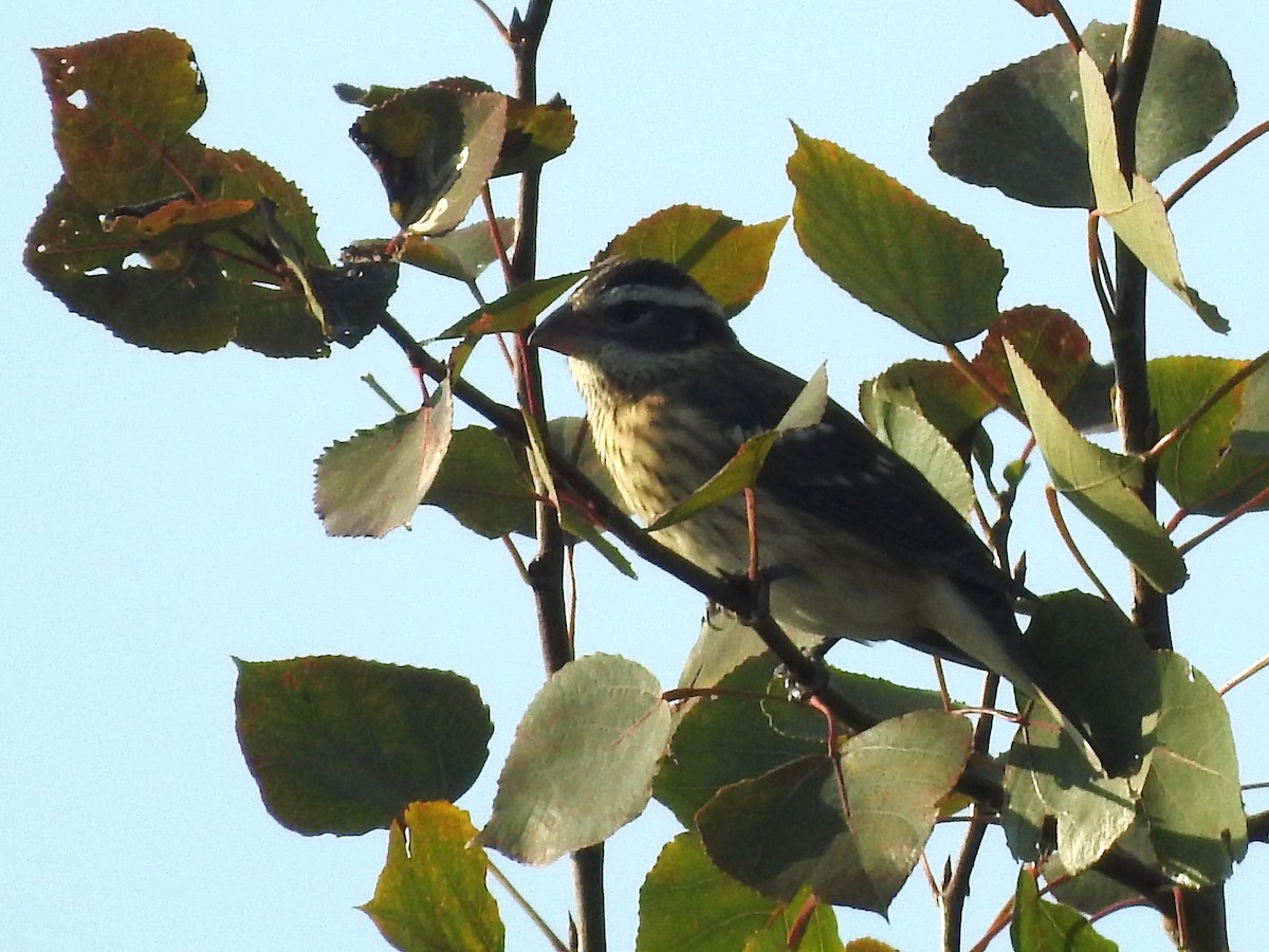 Rose-breasted Grosbeak - ML623753204