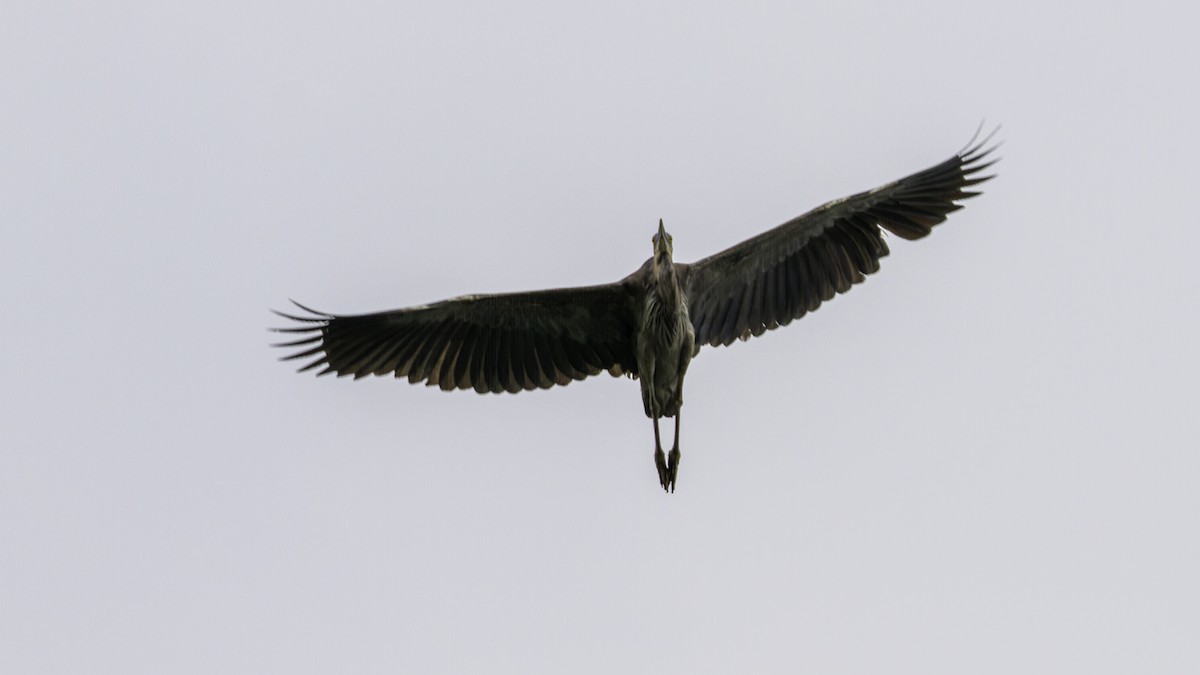 Great-billed Heron - ML623753227