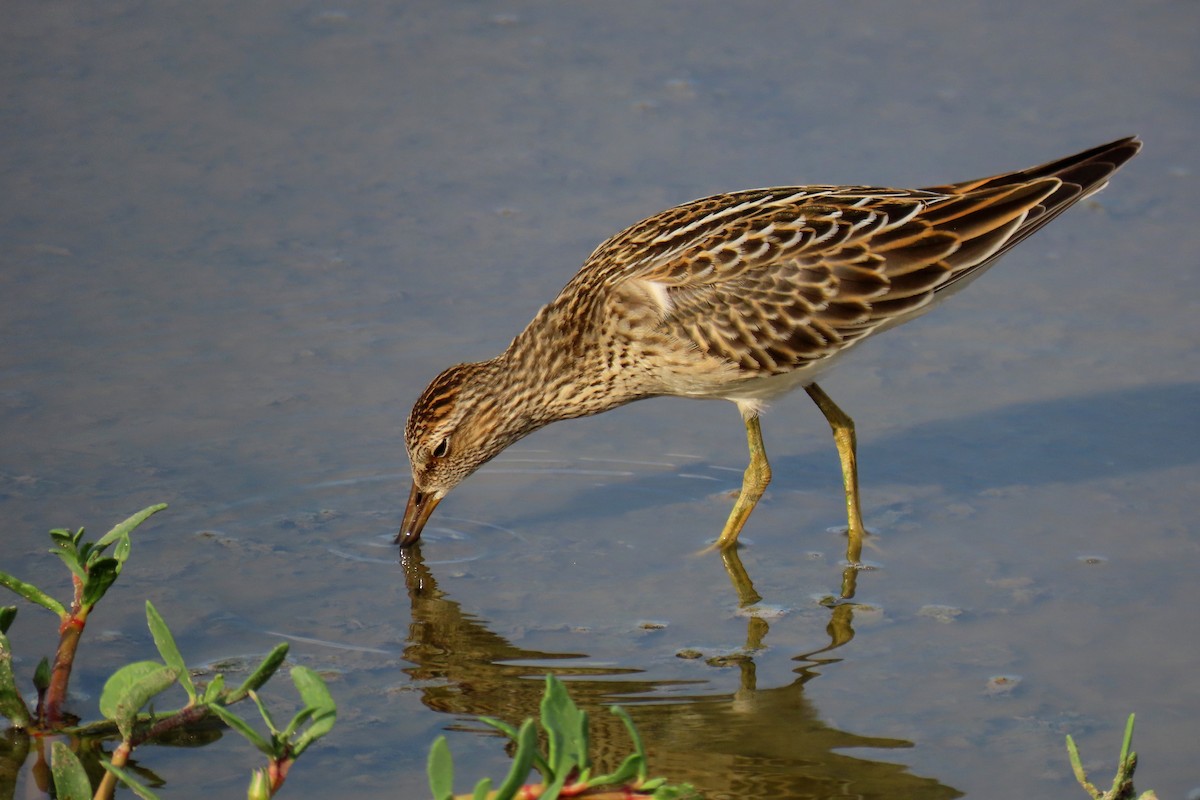 Pectoral Sandpiper - ML623753300