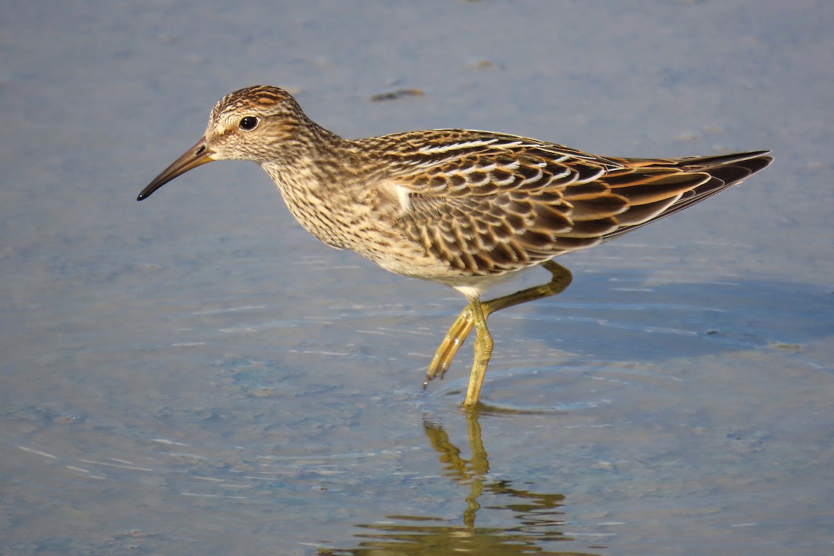 Pectoral Sandpiper - ML623753312