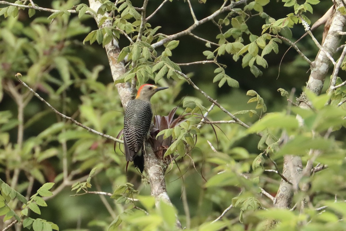 Golden-fronted Woodpecker - ML623753314