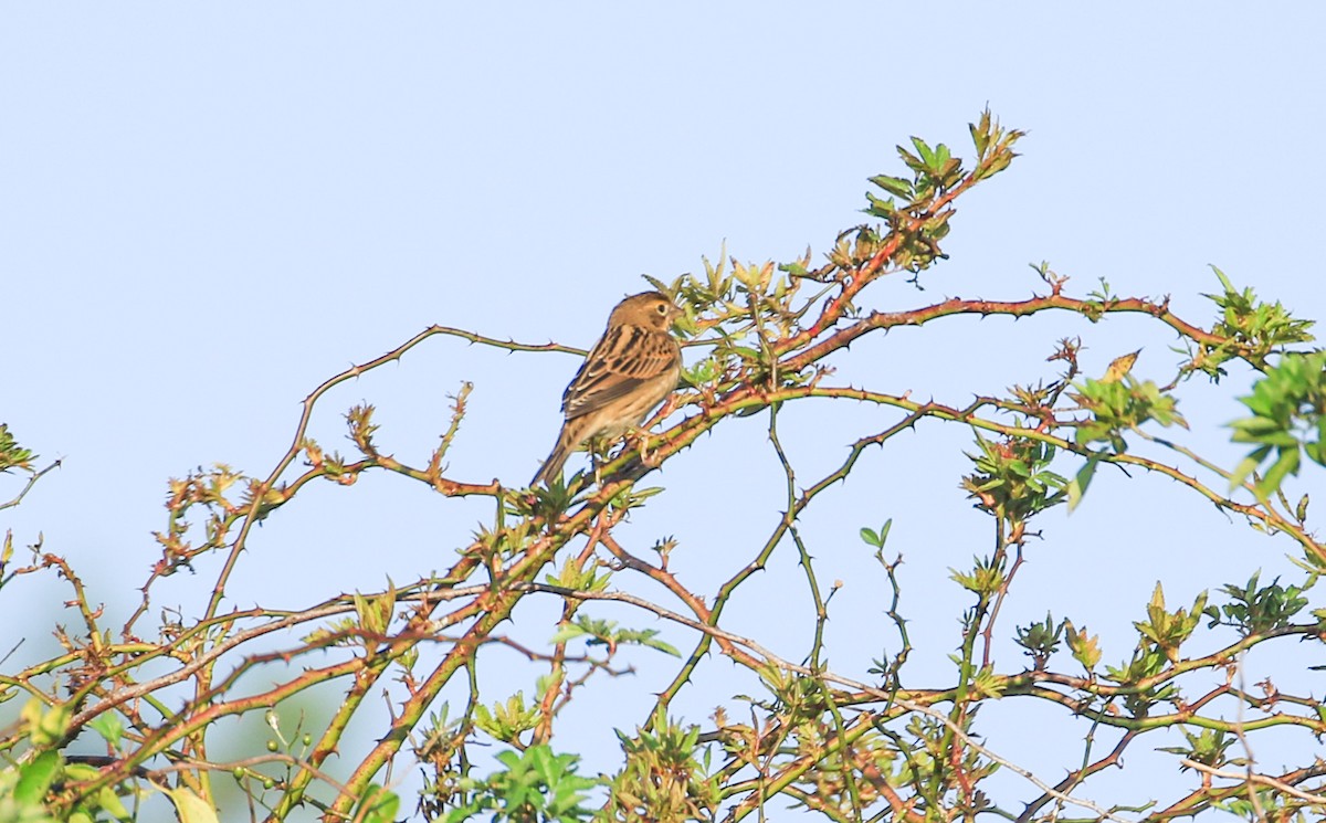 Dickcissel - ML623753319