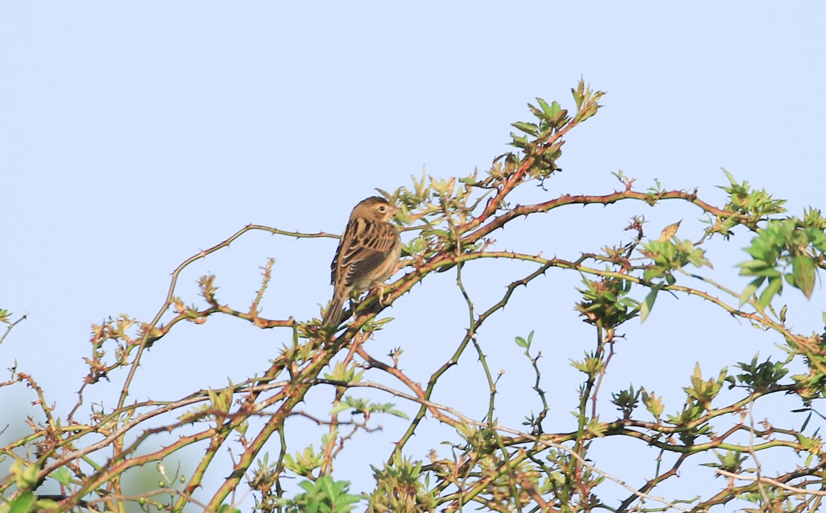 Dickcissel - ML623753320