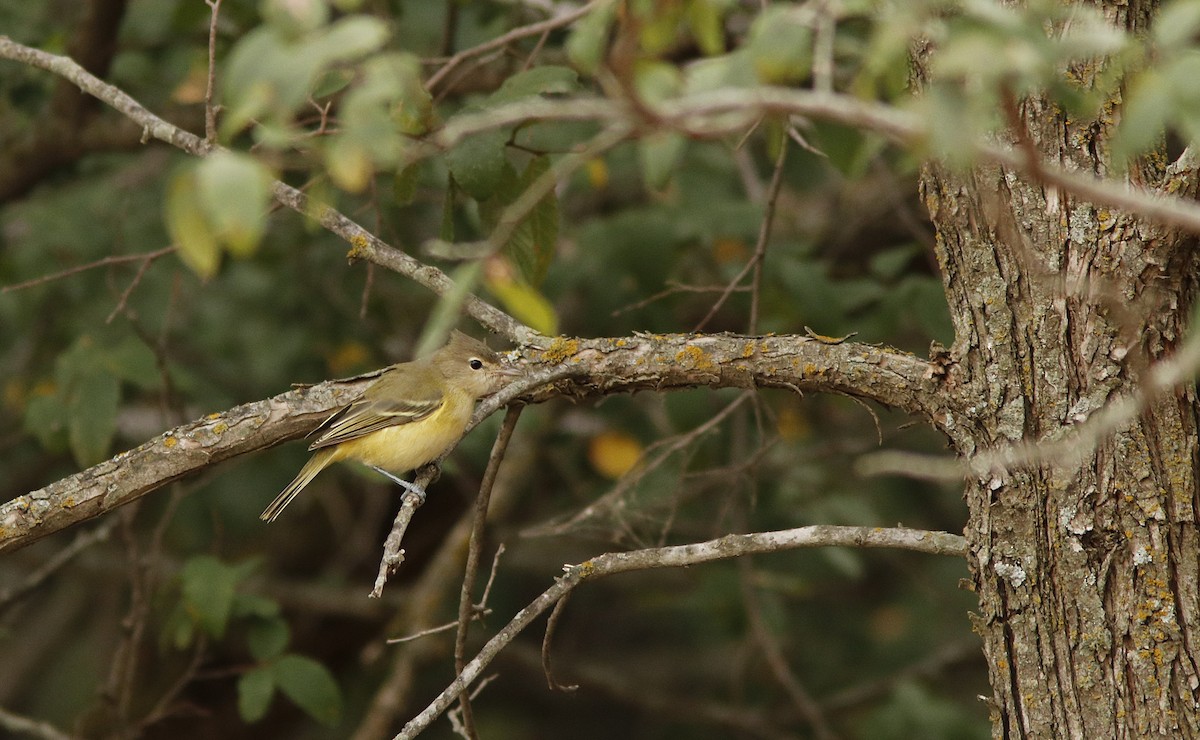 Bell's Vireo - ML623753338