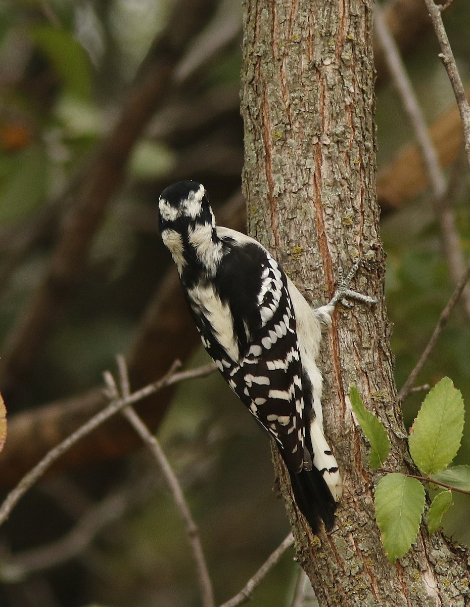 Downy Woodpecker - ML623753343