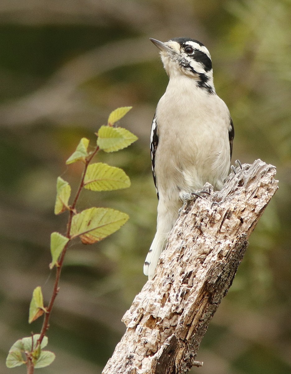 Downy Woodpecker - ML623753344