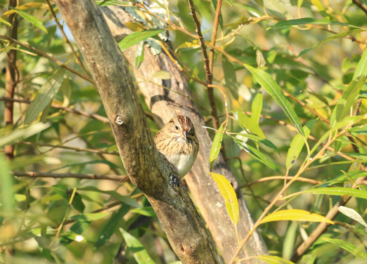 Lincoln's Sparrow - ML623753365