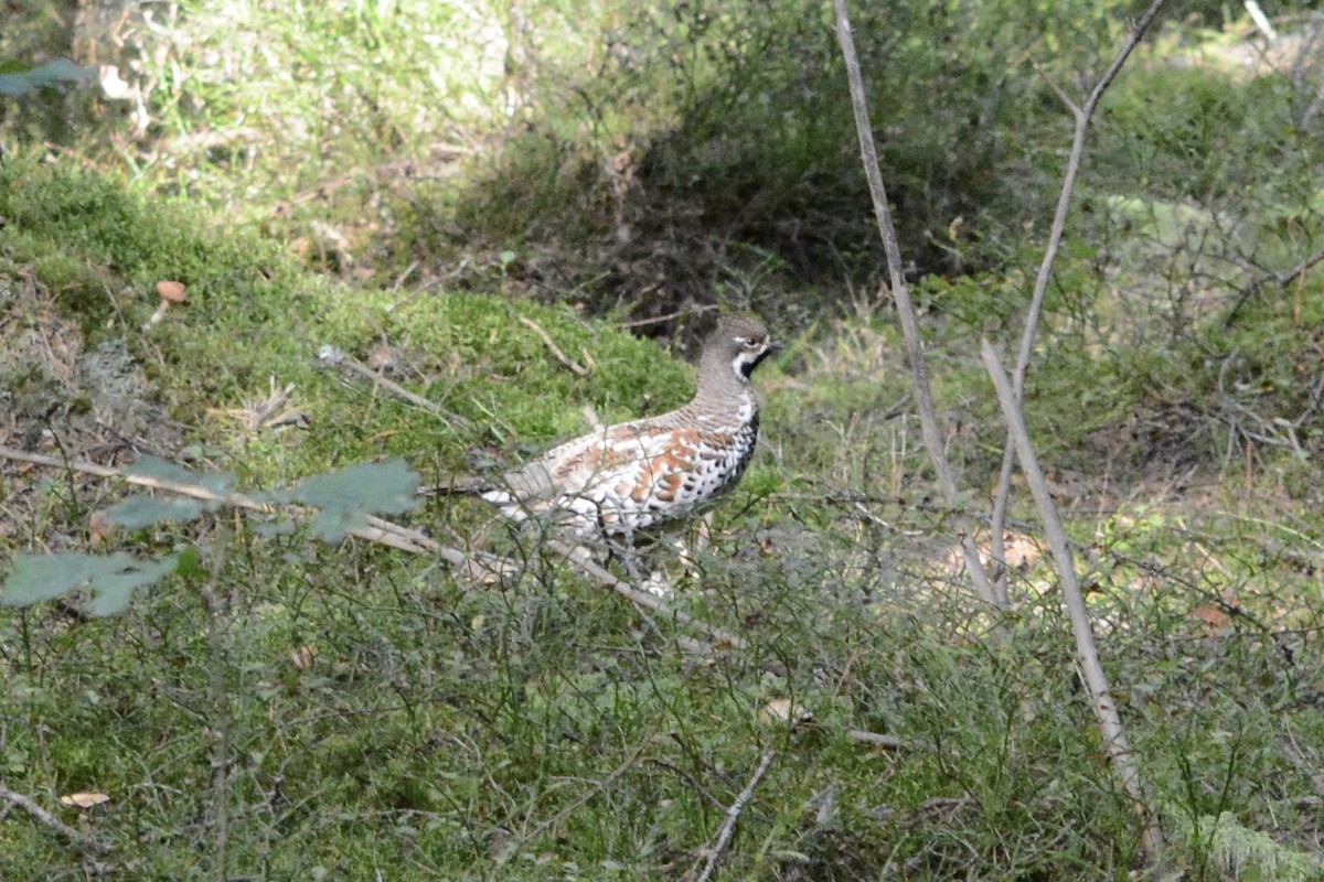 Hazel Grouse - ML623753409