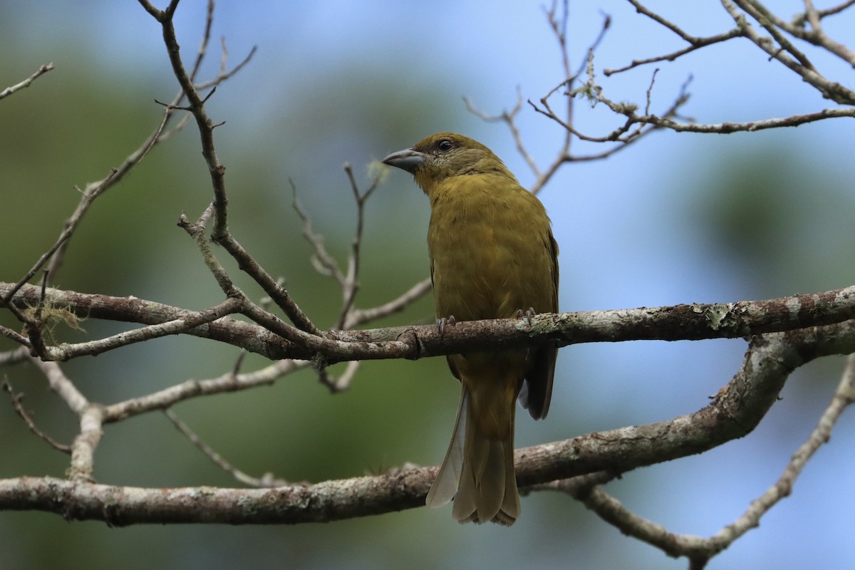 Hepatic Tanager - ML623753417