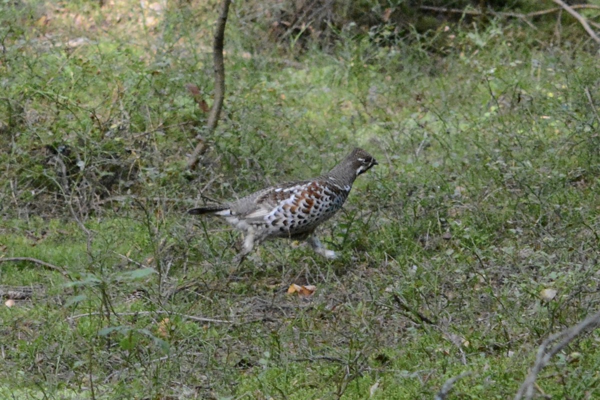 Hazel Grouse - ML623753418