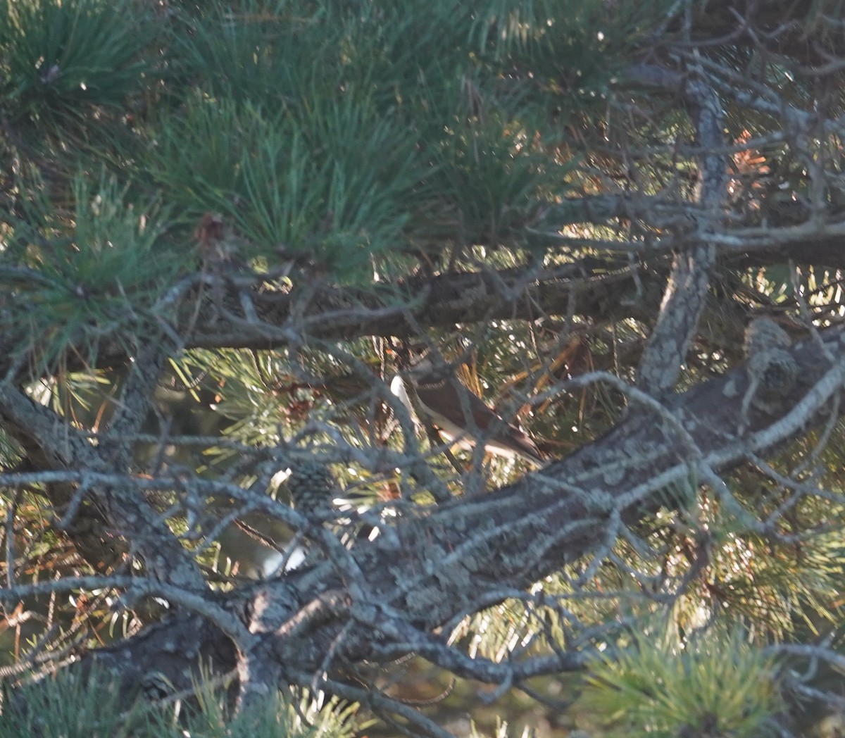 Yellow-billed Cuckoo - ML623753421