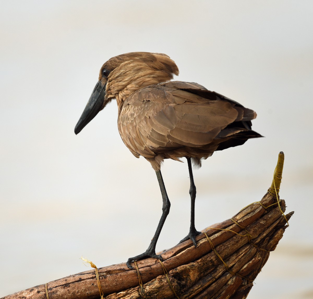 Hamerkop - ML623753478