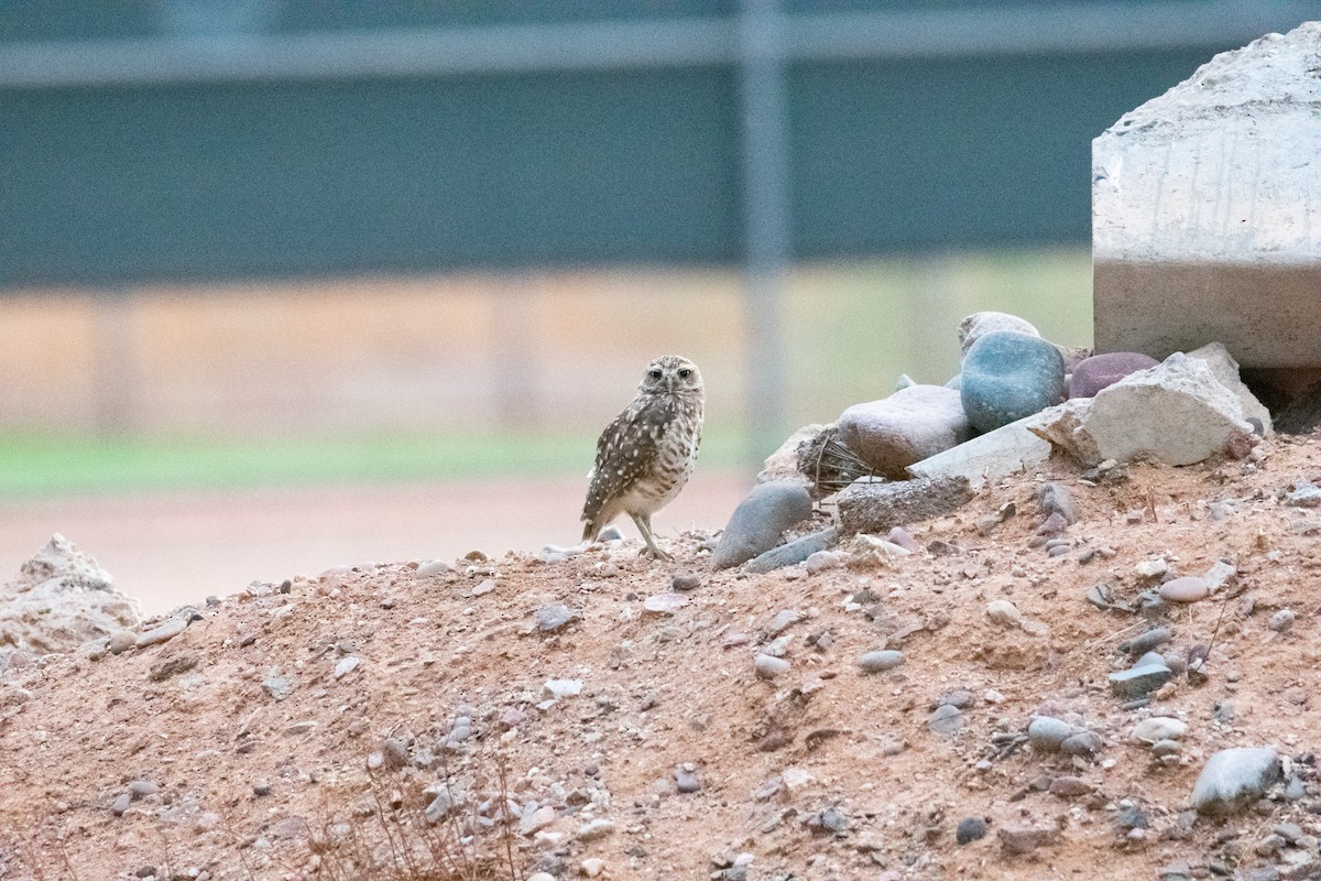 Burrowing Owl - ML623753484