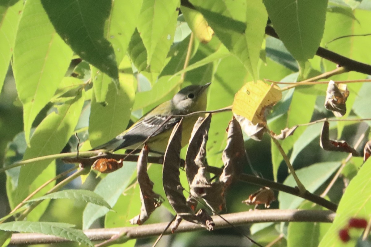 Magnolia Warbler - Lisa Benjamin