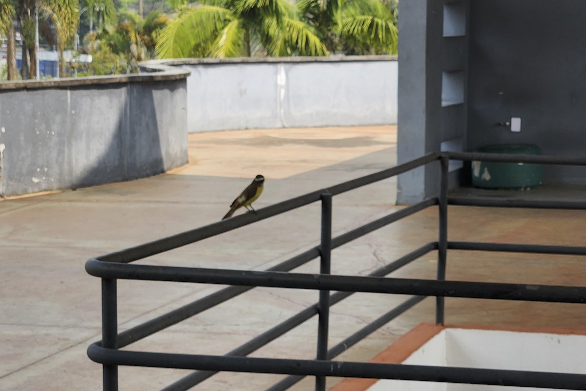 Great Kiskadee - ML623753493