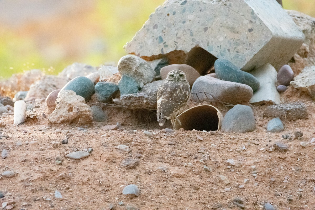 Burrowing Owl - ML623753507