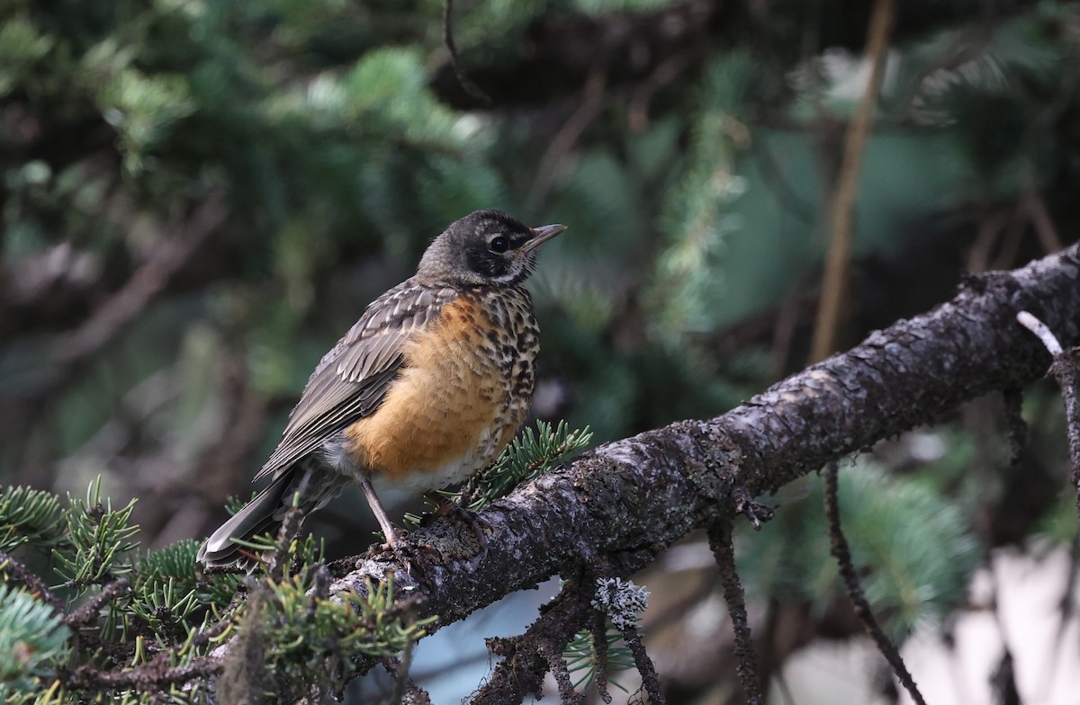 American Robin - Jeerapa Sookgaew