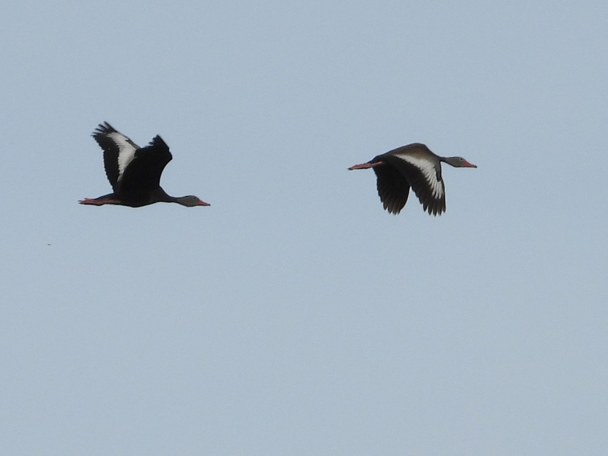 Dendrocygne à ventre noir - ML623753521