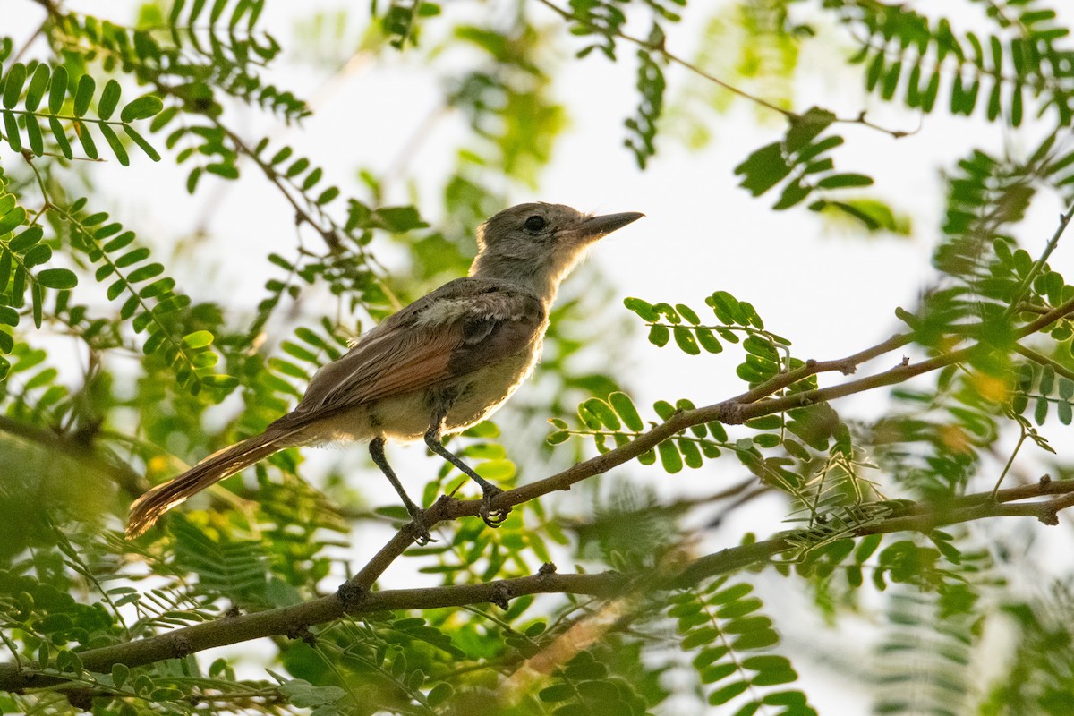 Brown-crested Flycatcher - ML623753529