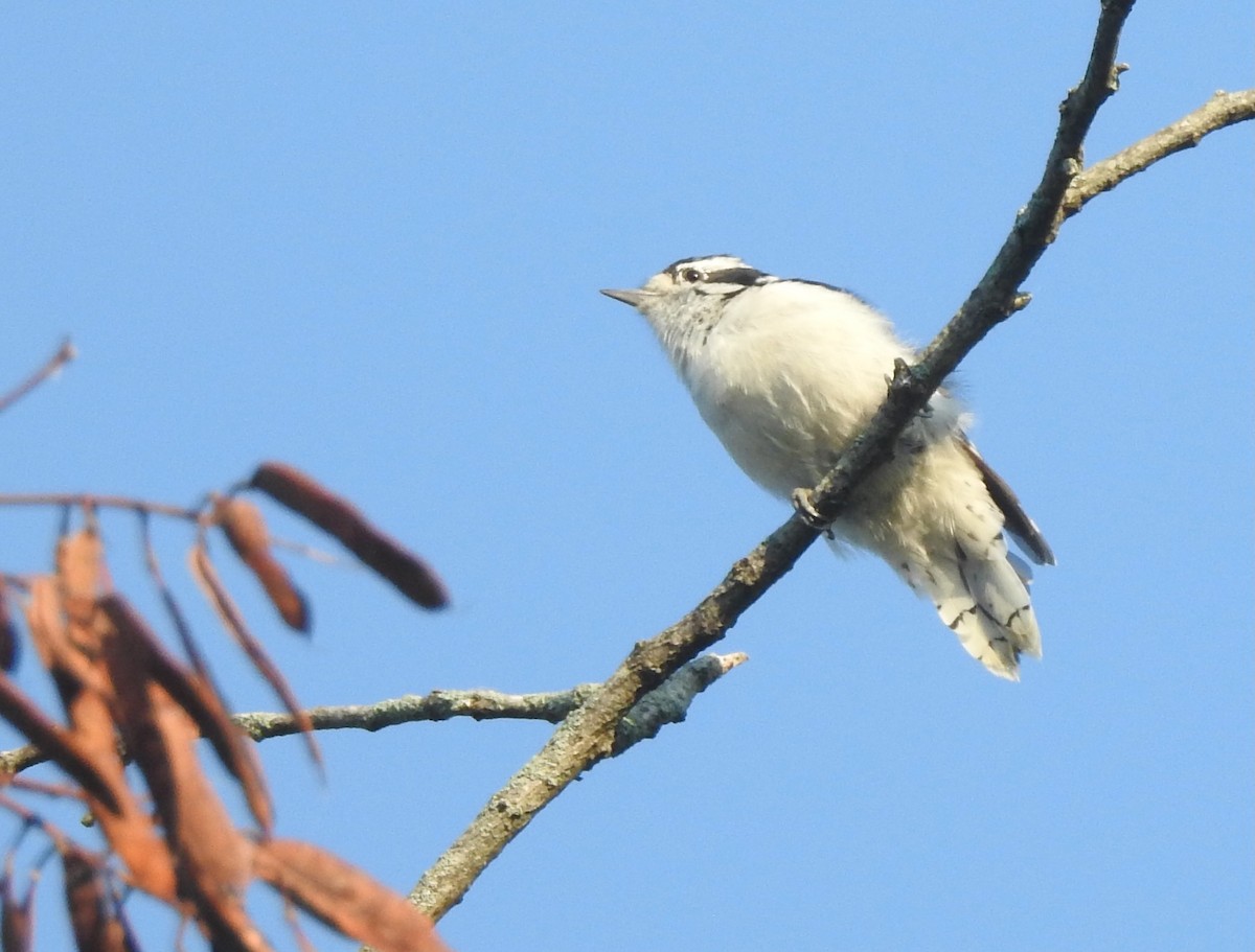 Downy Woodpecker - ML623753530