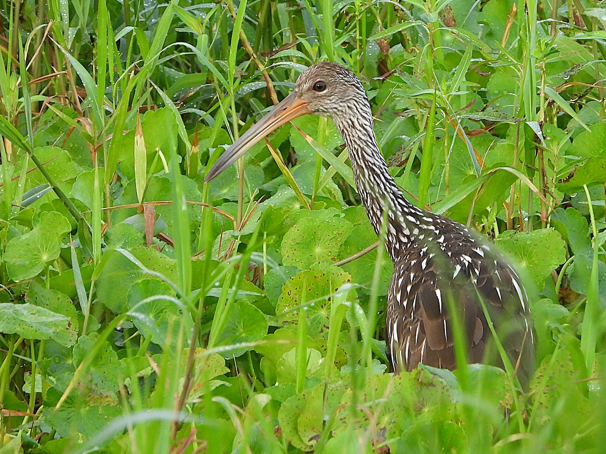 Limpkin - ML623753531