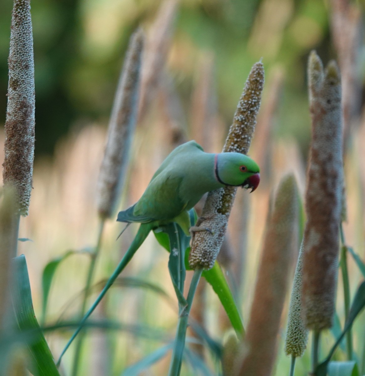 Rose-ringed Parakeet - ML623753540