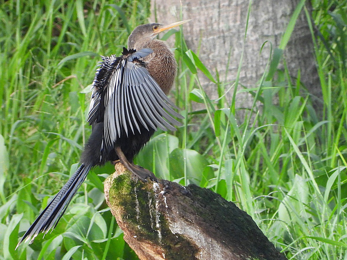 Anhinga d'Amérique - ML623753542