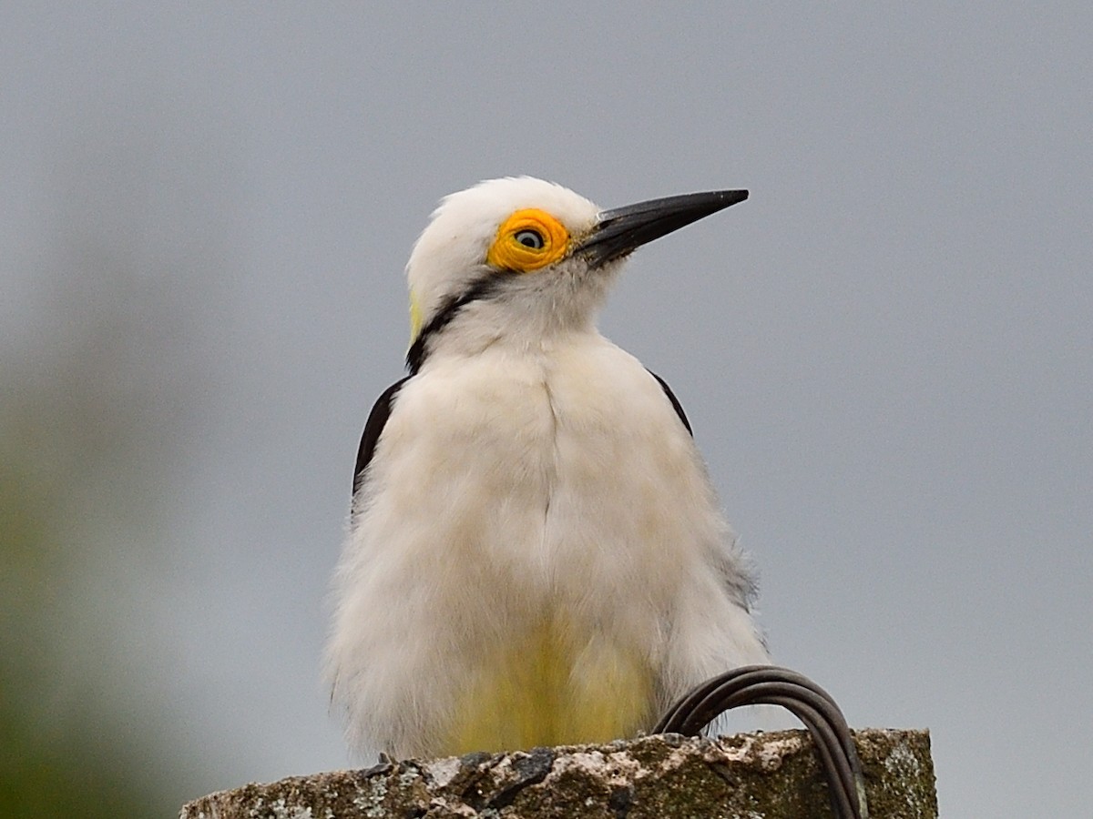 White Woodpecker - ML623753543