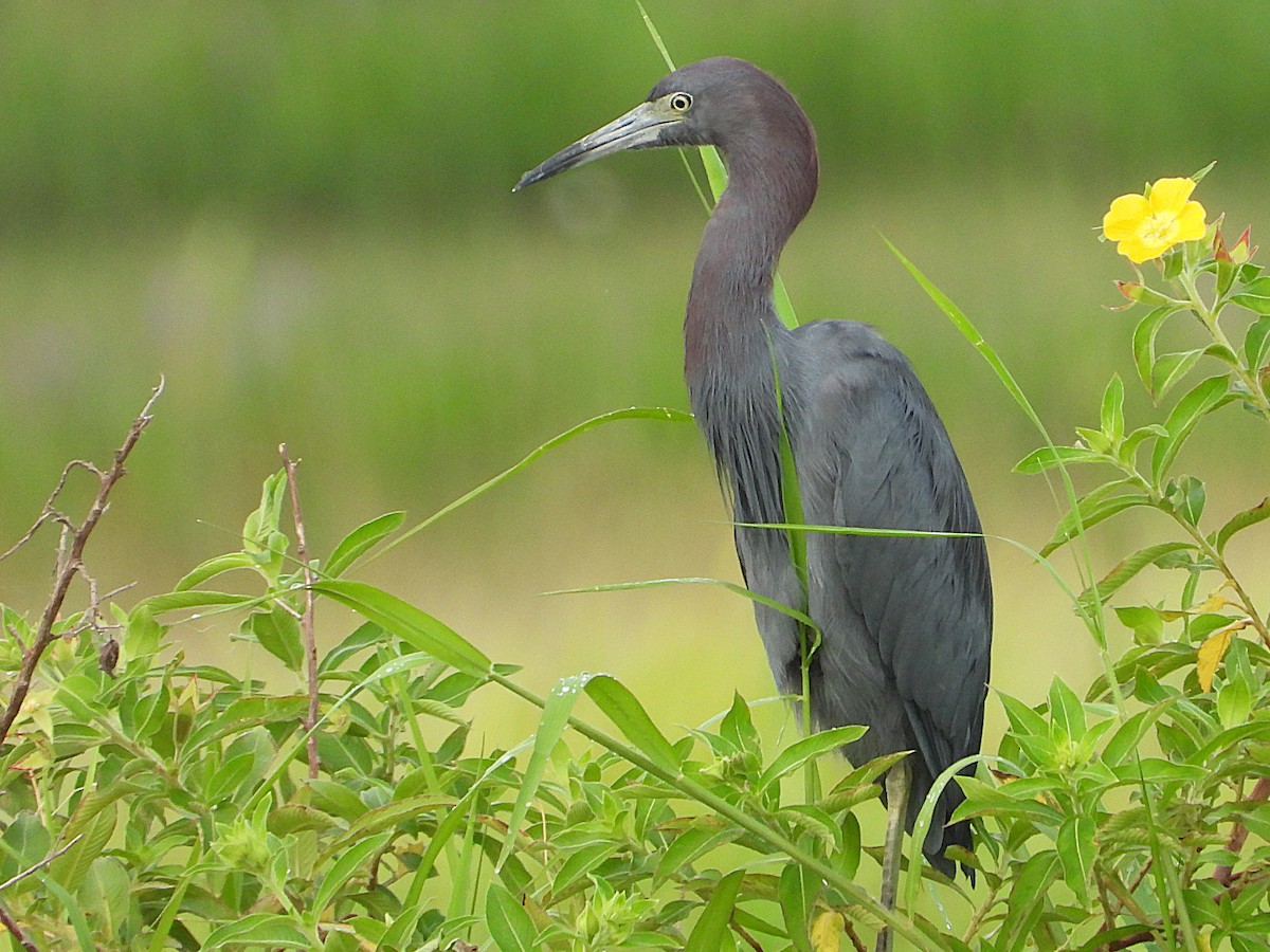 Little Blue Heron - Vickie Amburgey