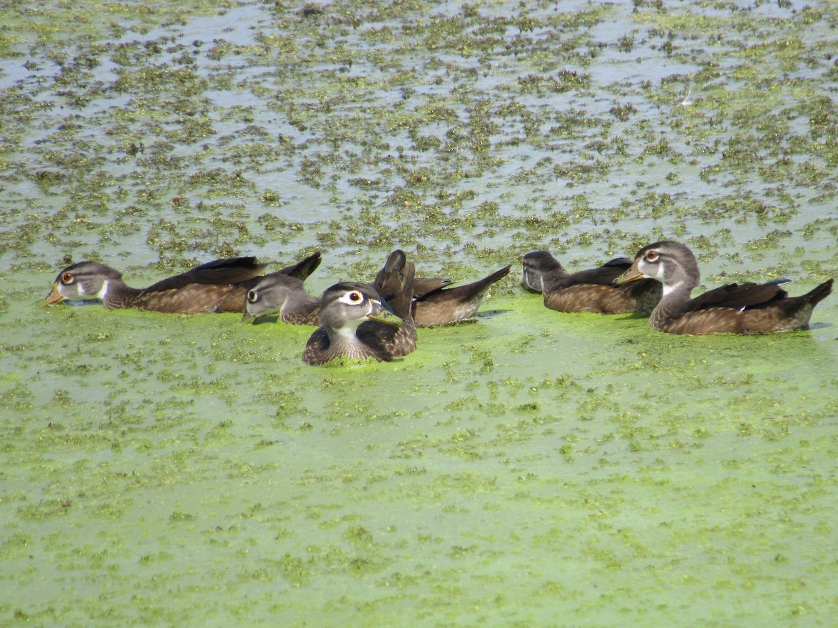 Wood Duck - ML623753553