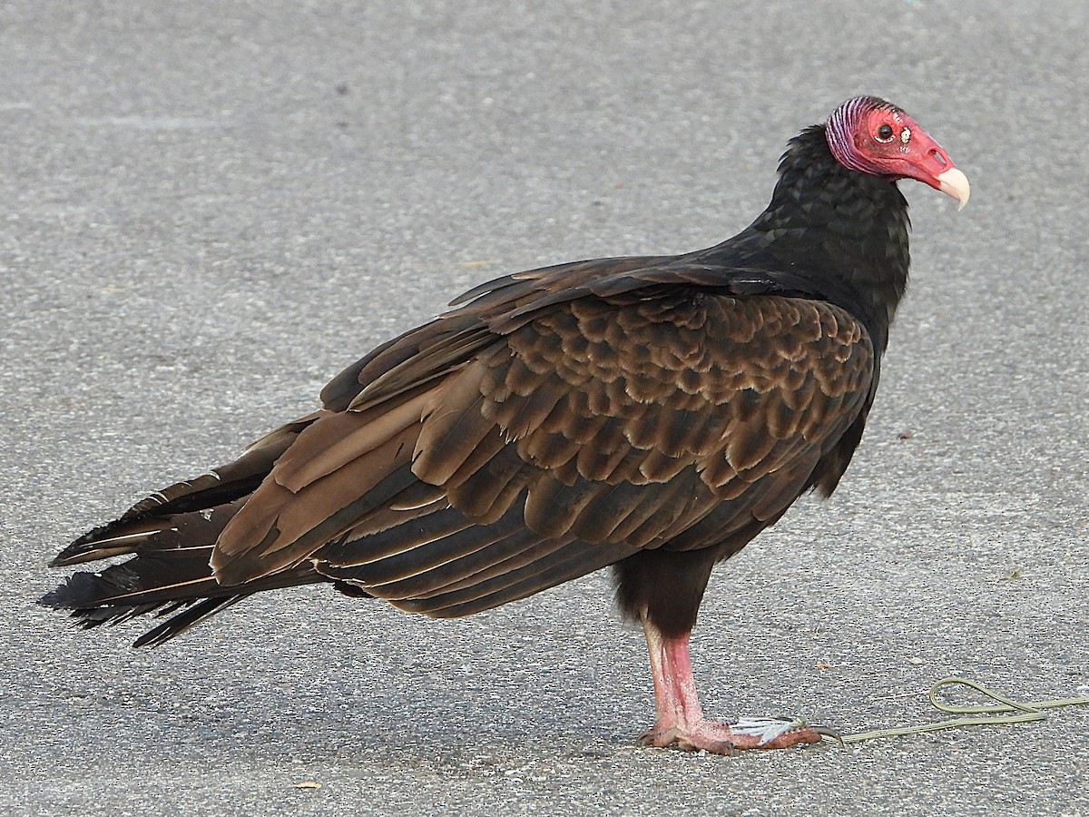 Urubu à tête rouge - ML623753564