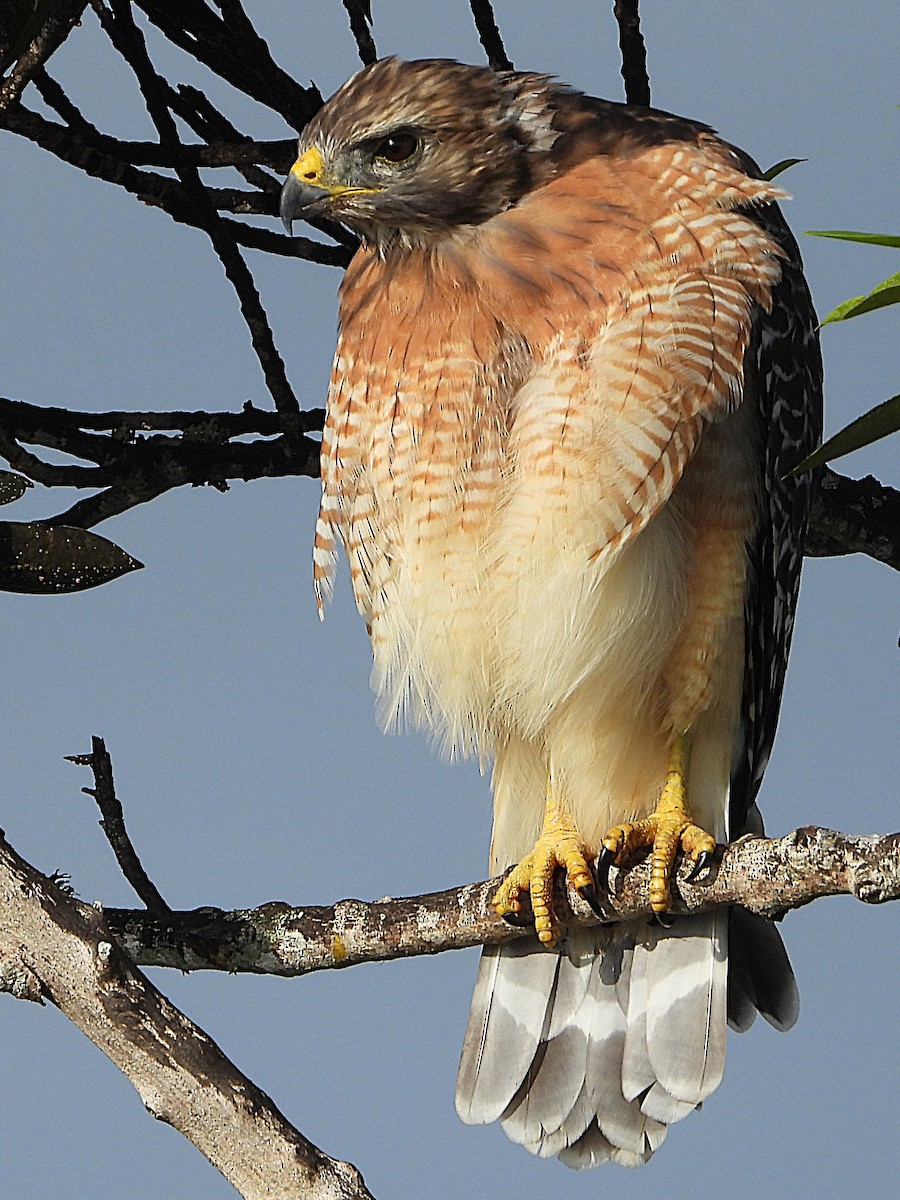 Red-shouldered Hawk - ML623753566