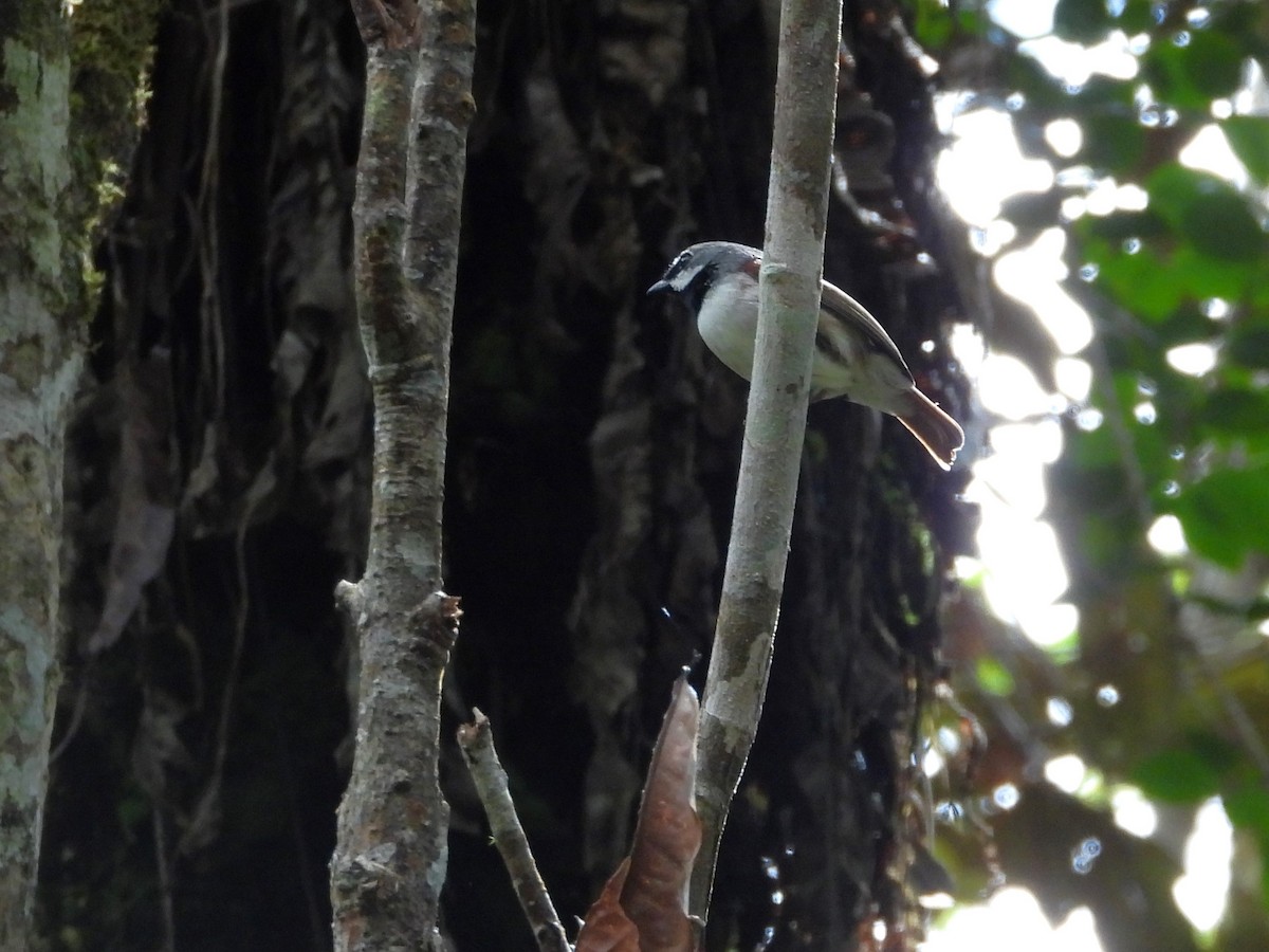 Red-tailed Vanga - ML623753579