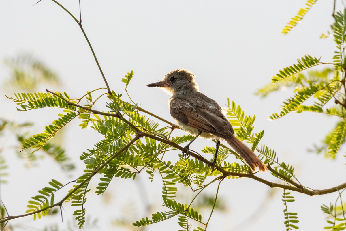 Brown-crested Flycatcher - ML623753592