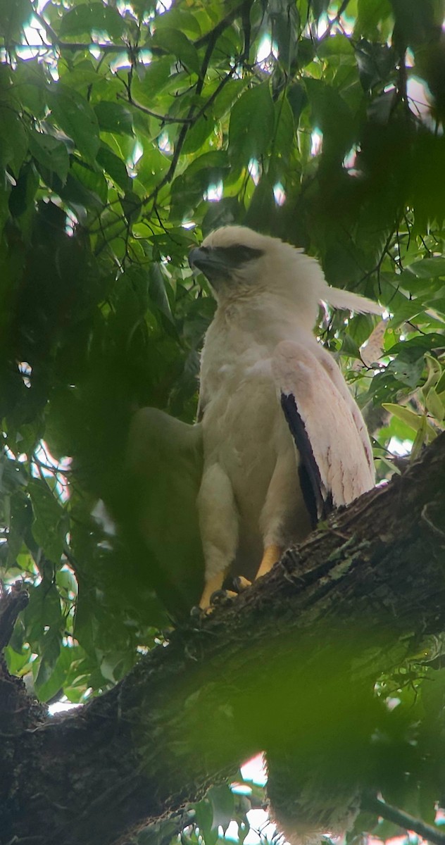 Crested Eagle - ML623753606