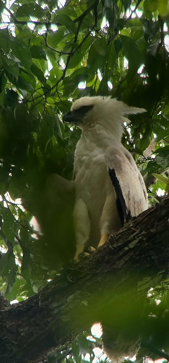 Crested Eagle - ML623753607