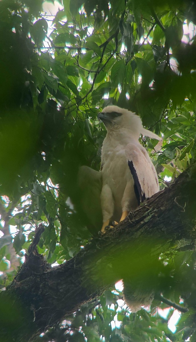 Crested Eagle - ML623753608