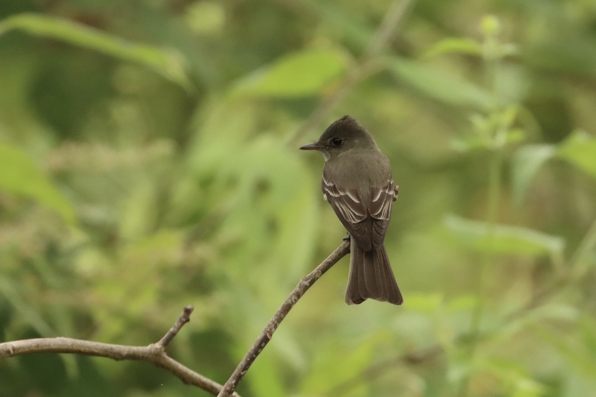 Eastern Wood-Pewee - ML623753620