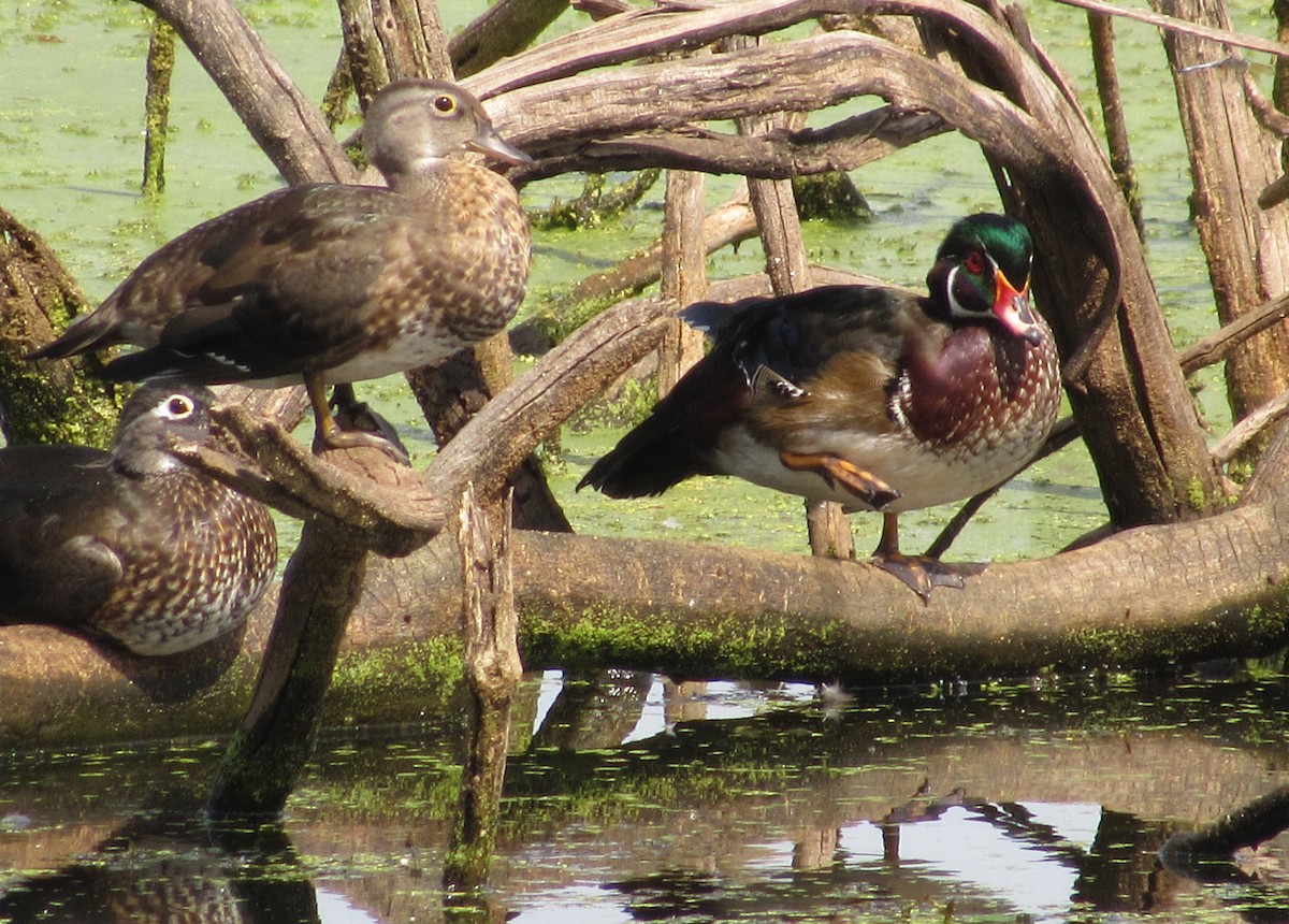 Wood Duck - ML623753628