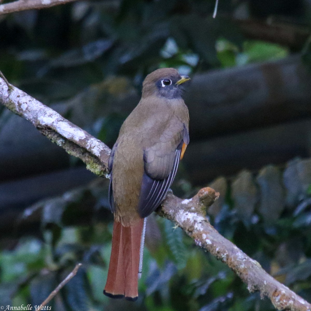 Collared Trogon - ML623753629