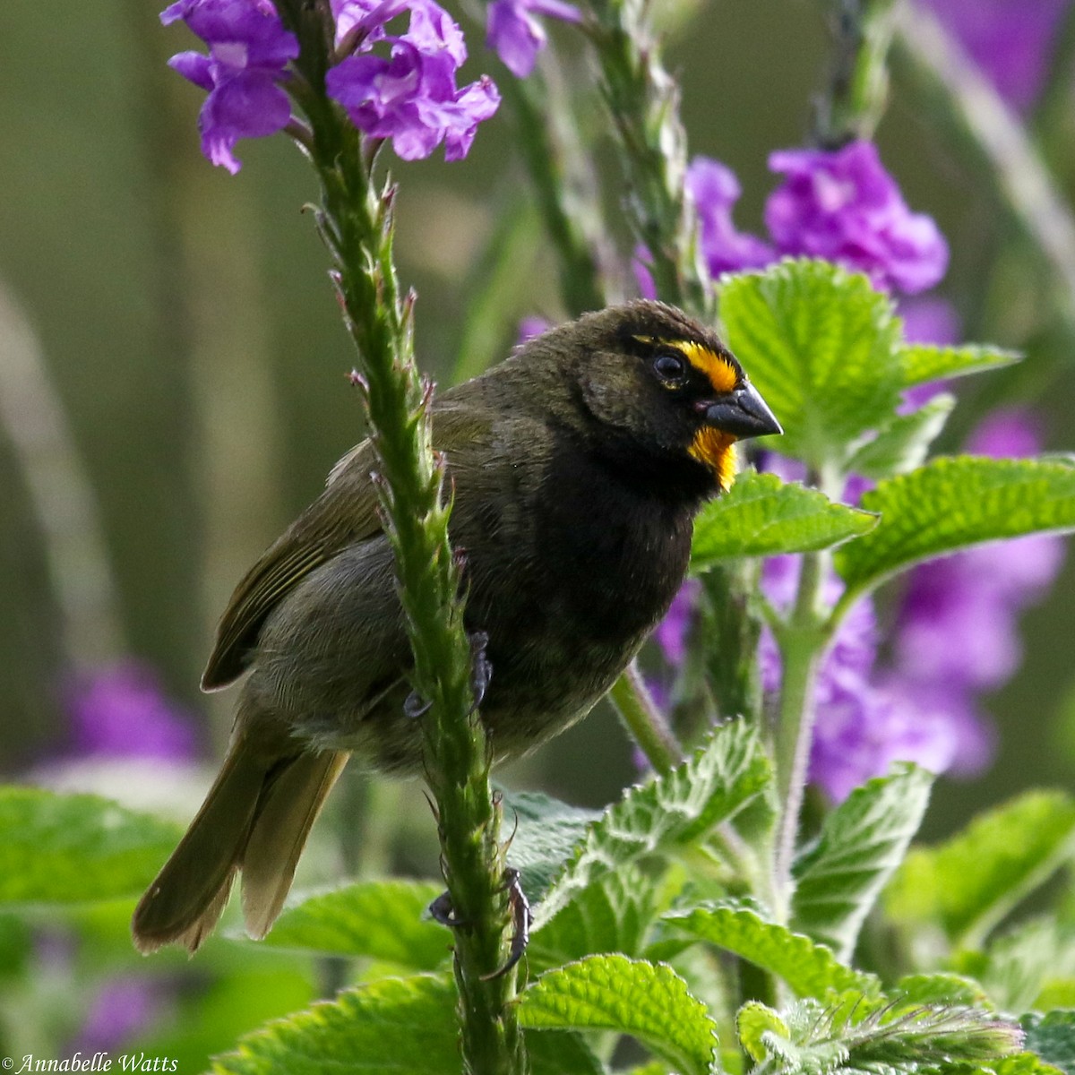 Yellow-faced Grassquit - ML623753636