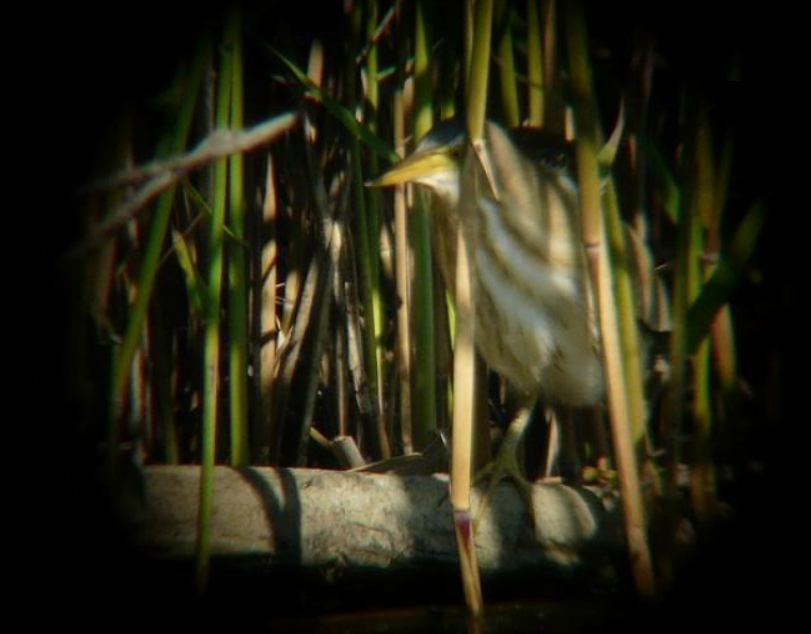 Little Bittern - Jiří Šafránek