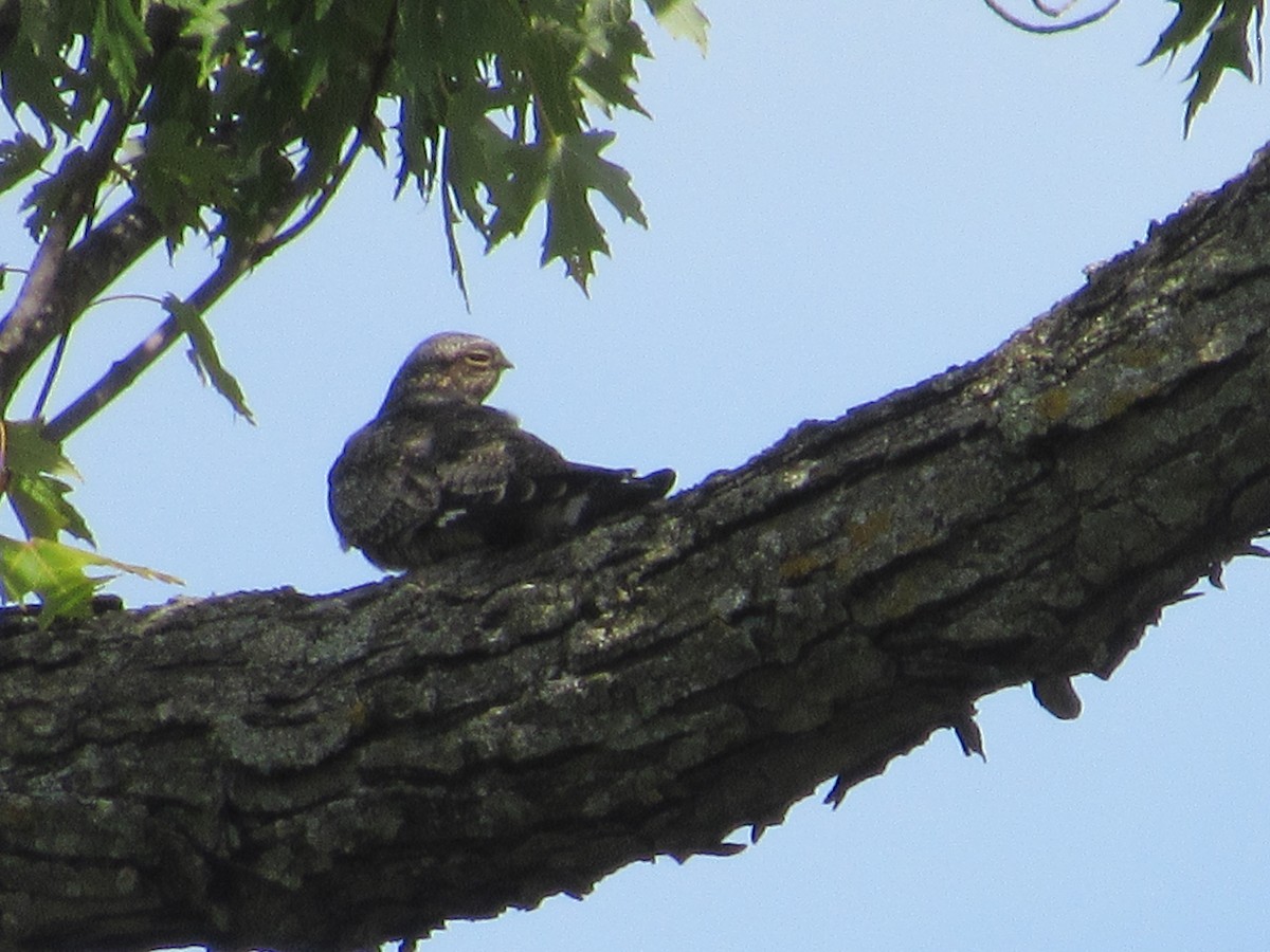 Common Nighthawk - ML623753650